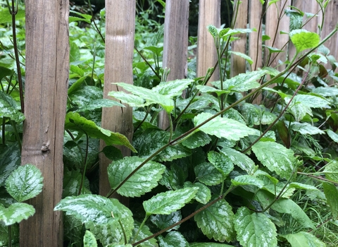 Variegated yellow archangel escaping through a garden fence