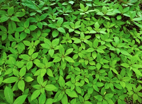 new Himalayan balsam growth