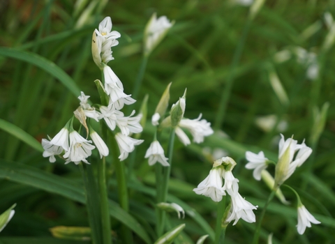 Allium triquetrum