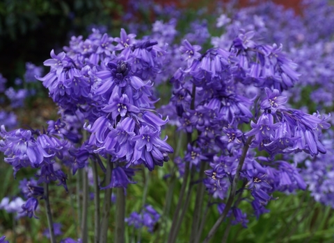 Hyacinthoides hispanica