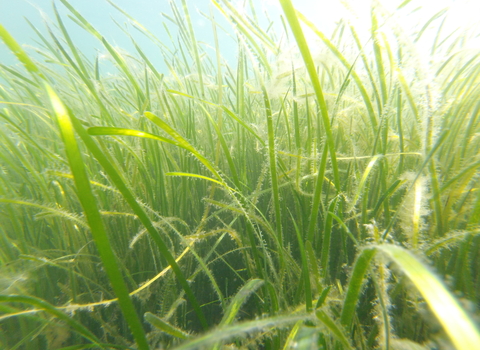 Healthy seagrass meadow
