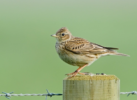 A skylark sat on a fence post. The skylark is a small songbird, with light brown mottled colouring and a head crest.