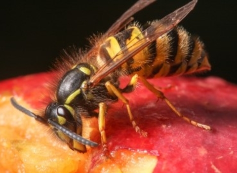 Common Wasp ©Mike Snelle