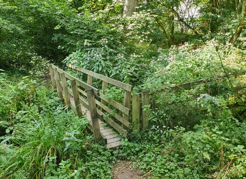 Himalayan balsam encroaching on footbridge