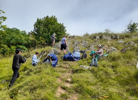 Volunteers removing cotoneaster Mynydd Marian