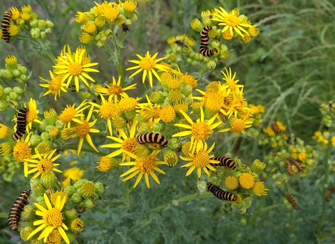 Cinnabar caterpillars on ragwort 