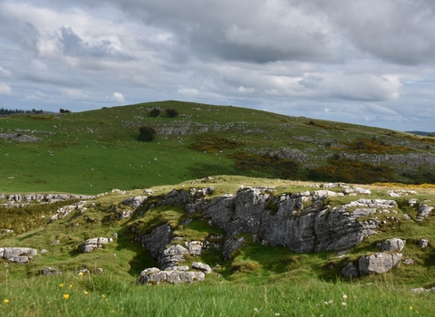 Bryn Alyn Limestone grassland