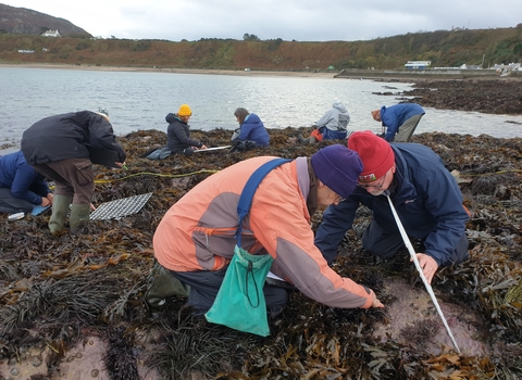 Volunteers in pairs, with quadrat grids on a rocky seashore. They are searching through the seaweeds and recording species on clipboards. Behind them the sea is calm in a large curved bay, with a sandy beach opposite.