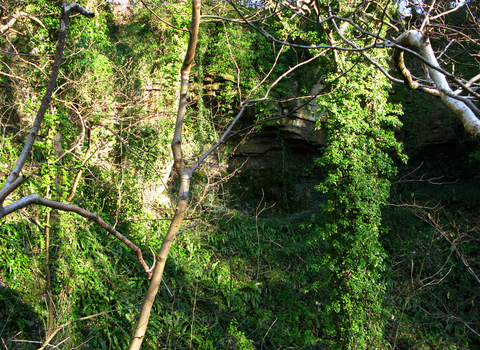 Trees at Nantporth Nature Reserve