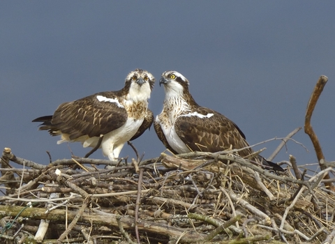 Ospreys on the nest