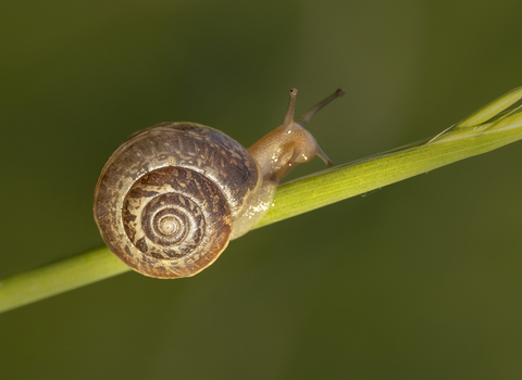 A snail emerged from its shell, balanced on a blade of grass