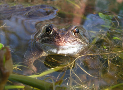 Welsh Frog Go Wild in North Wales | North Wales Wildlife Trust