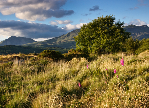 Image of Gwaith Powdwr Nature Reserve