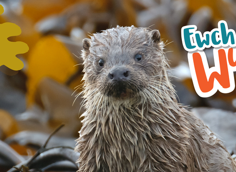 Ewch yn wyllt logo
