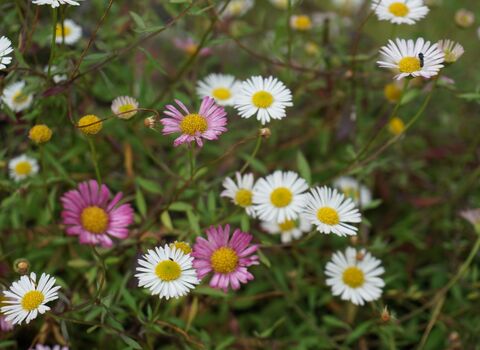 Mexican Fleabane