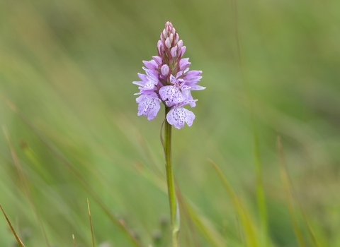 Species, Bryn Ifan Bioblitz June 2024