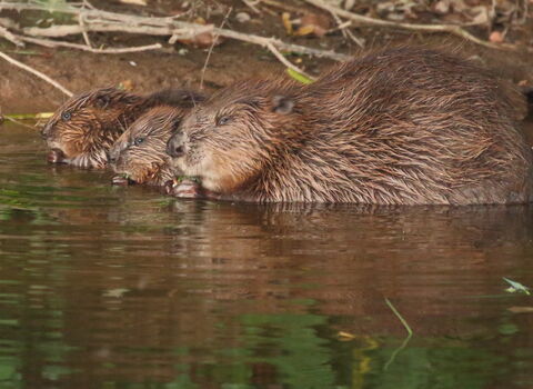 Free the beaver! A new vision for beavers in England and Wales | North ...