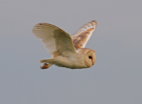 Barn owl in flight