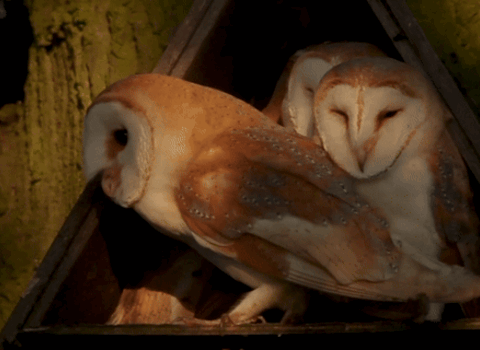 Barn Owl gif