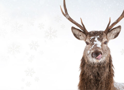 12 Days Wild header showing stag in snow