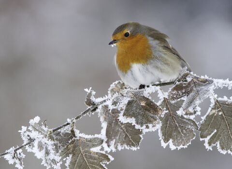 Robin perched on a frosty branch