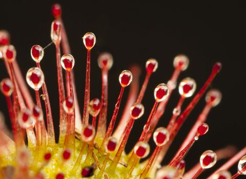 Round-leaved Sundew