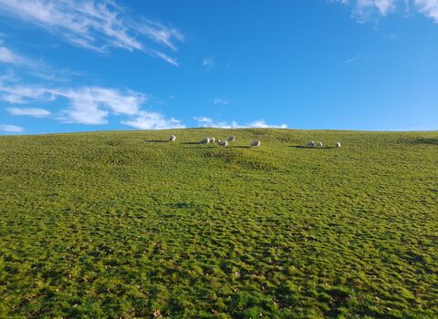 grassland, sheep, sky