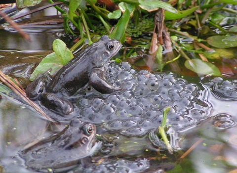 Frog sat on frog spawn