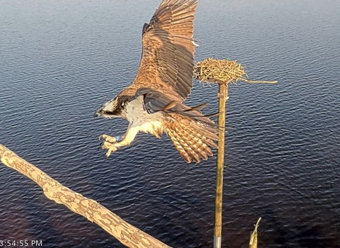 Osprey landing on perch at Llyn Brenig