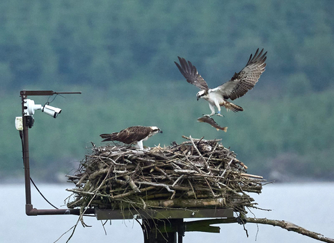 Osprey on nest with second osprey bringing in fish.  Camera pointing at nest. 