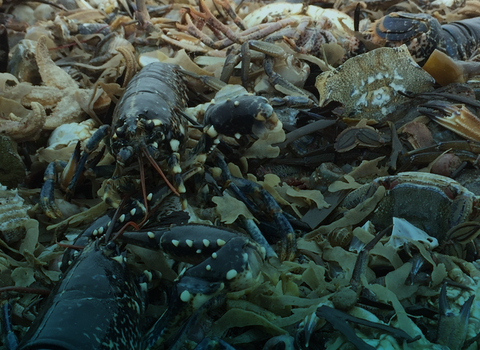 marine stranding of various species on a beach 