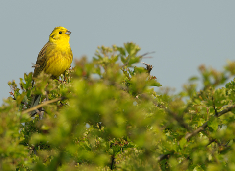 Yellowhammer sitting in gorse bush