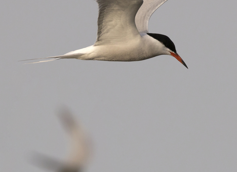 Common tern flying on grey blurred background with second bird also blurred in the background 