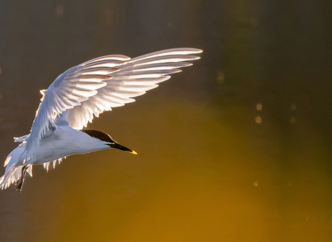 Sandwich tern in flight