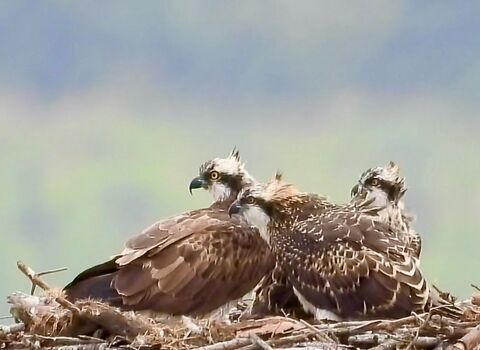 Three osprey, large bird of prey with mottled brown and white feathers, white heads with dark eye-stripe, and piercing yellow eyes, sat on a nest.