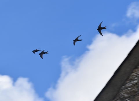 A swift screaming party, 4 swifts, small birds with scythe shaped wings sillhouetted against a blue sky.
