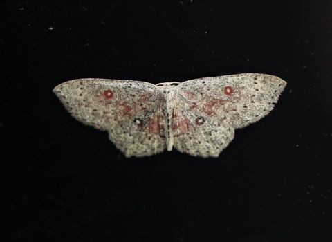 A dingy mocha moth against a dark background. It's a brown moth with dark speckling, blushes of red and four white spots with darker borders