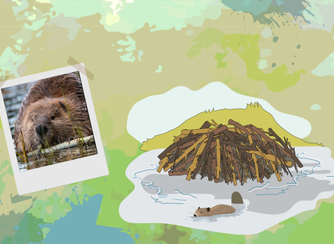 Cover of resource pack showing illlustration of beaver lodge and photo of beaver