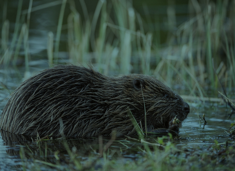 Beaver in reeds 