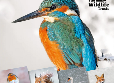 Photo Christmas cards 2025