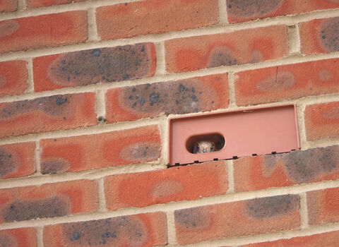 Bird looking out of swift brick installed in brick wall 