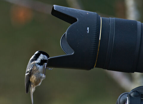 Coal tit looking in a camera