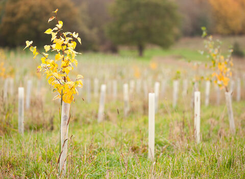 Young tree in plantation