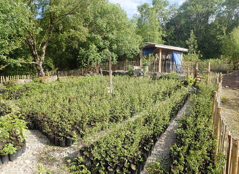Rows of young trees growing in tree nursery
