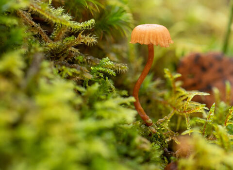 A pale orange mushroom, with a short cap draped across a slender, curving stalk, pokes up from a carpet of lush green mosses in a UK rainforest