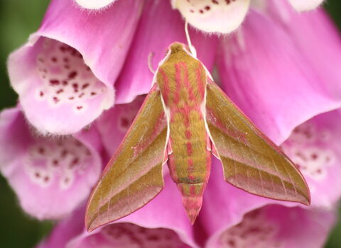 Elephant Hawkmoth on foxglove