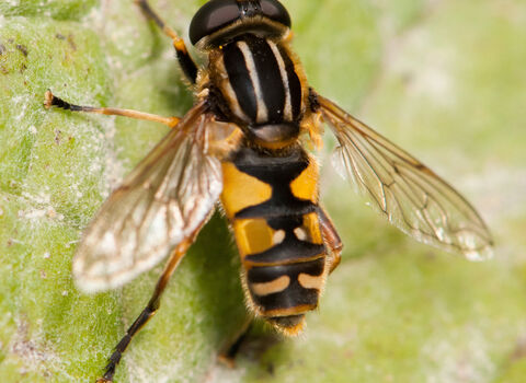 A footballer hoverfly resting on a leaf. It has black and yellow stripes on its thorax, like a football shirt