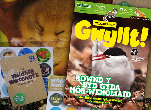 Montage of family membership pack and Gwyllt magazine cover showing a duck