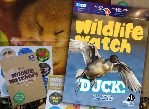 Montage of family membership pack and Wildlife Watch magazine cover showing a duck