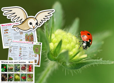 Montage of ladybird on green flower and activity sheets and owl graphic